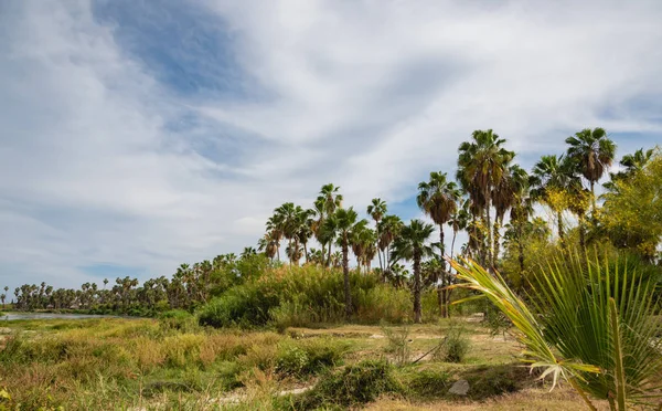 Naturlig Scen Tagen Mynning Los Cabos Mexiko — Stockfoto