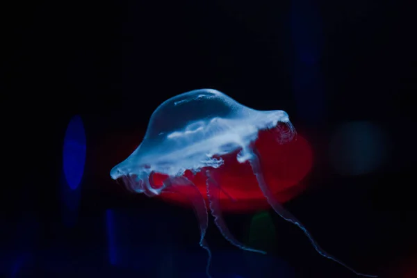 Макро Закрытие Медузы Заднем Плане — стоковое фото