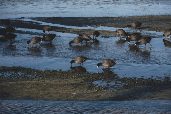 Estuario San Jos Espacio Natural Más Importante Ciudad Más 200 — Foto de Stock