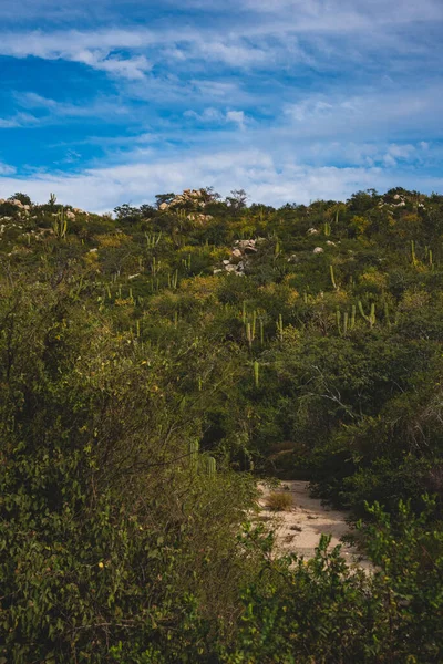 Prachtig Uitzicht Los Cabos Mexico Cactus Field Gelegen Naast Snelweg — Stockfoto