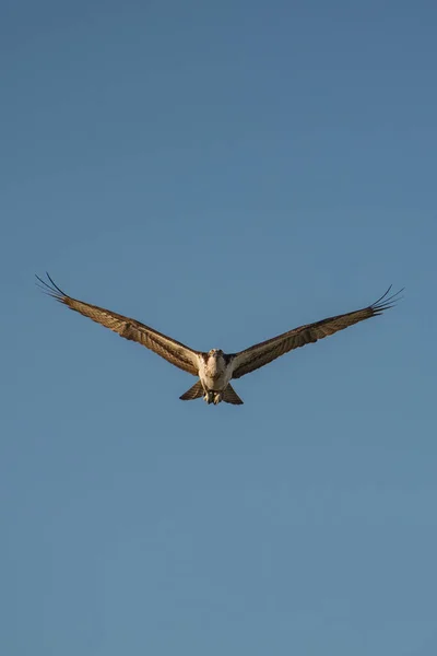 Fechar Falcão Hawk Mexicano Voando Céu — Fotografia de Stock