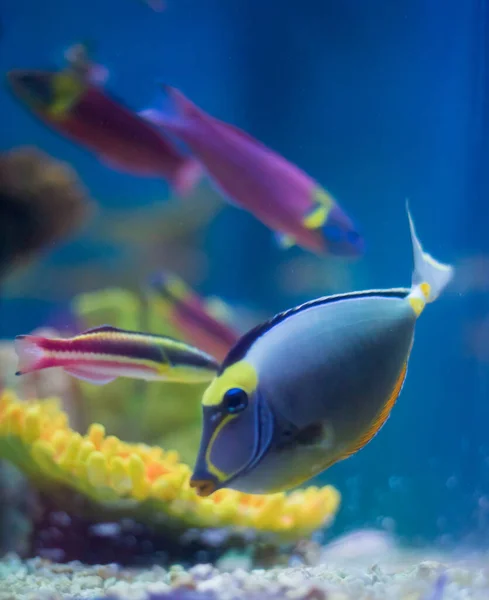 Güzel Renkli Deniz Akvaryum Sahnesi — Stok fotoğraf