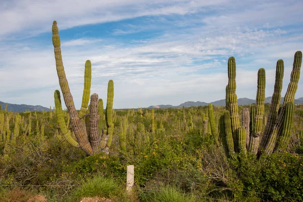 Los Cabos Mexiko Dálnice Krásný Výhled Kaktus Krajina — Stock fotografie