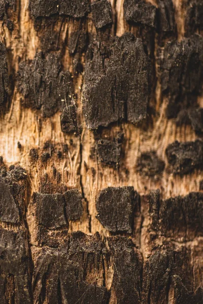 Close Uma Textura Tronco Árvore Palma — Fotografia de Stock