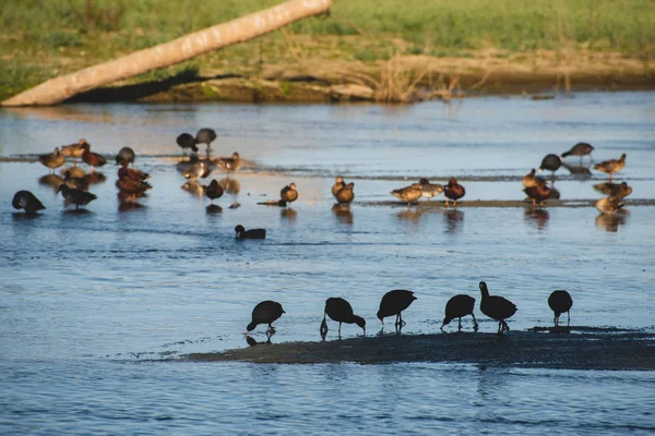 San Jos Mynning Den Viktigaste Naturområdet Staden Mer 200 Arter — Stockfoto