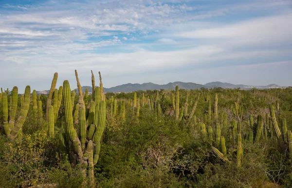 Los Cabos Mexiko Dálnice Krásný Výhled Kaktus Krajina — Stock fotografie