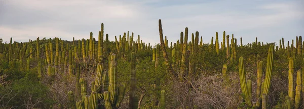 Los Cabos 墨西哥美丽的自然景观 — 图库照片