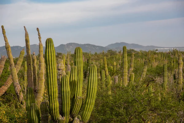 Los Cabos Mexiko Dálnice Krásný Výhled Kaktus Krajina — Stock fotografie