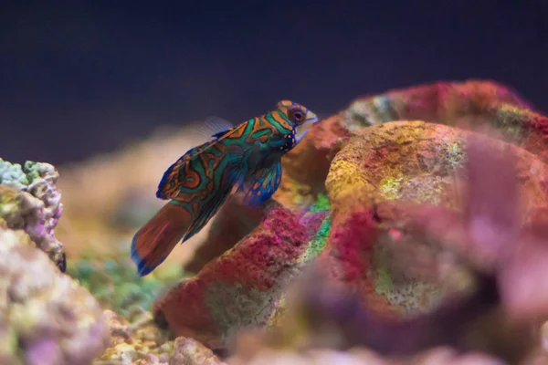 Mooie Kleurrijke Marine Aquarium Scene — Stockfoto