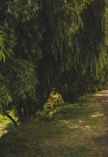 Taxodium Mucronatum Ahuehuete Una Specie Taxodium Originaria Del Messico — Foto Stock