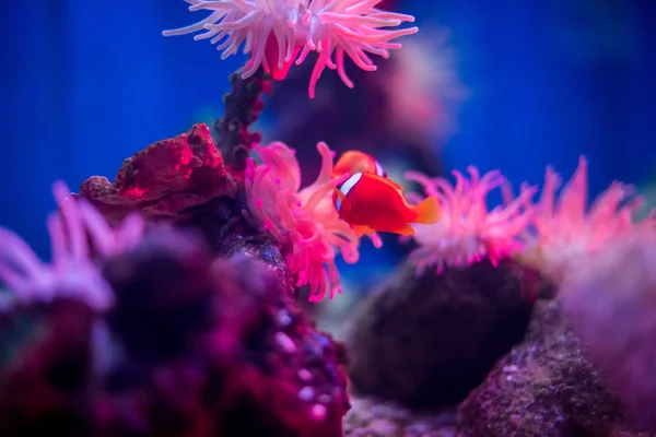 Klown Ryby Podwodne Kolorowe Sceny — Zdjęcie stockowe