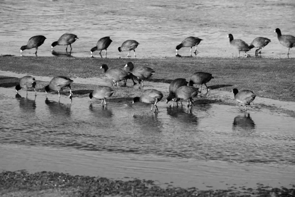 ⬇ Скачать Картинки Birds Drinking, Стоковые Фото Birds Drinking В.