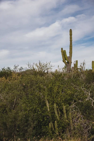 Los Cabos, Mexico , highway beautiful view, cactus, landscape