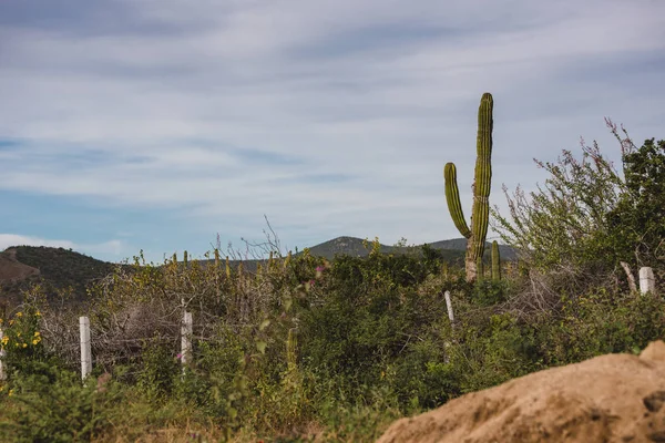 Pěkná Scéna Pohled Dálnice Los Cabos Mexiko — Stock fotografie