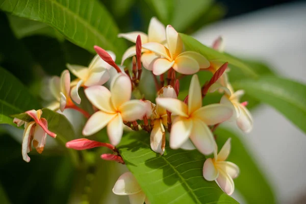 Close Tropical Tree Vegetation Flowers — Fotografia de Stock