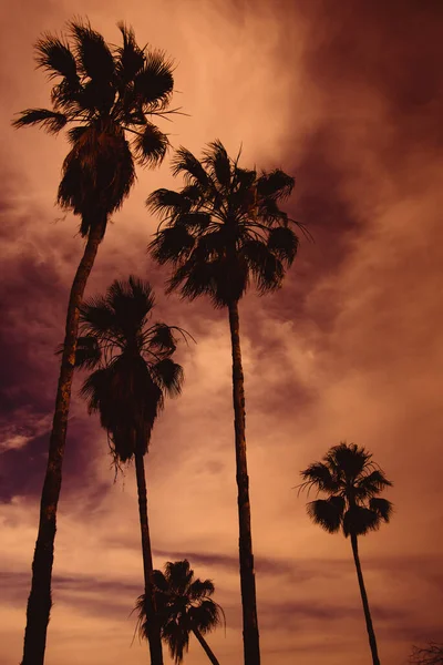 Dramatic Palms Scene Los Cabos Mexico — Stock Photo, Image