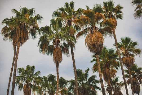 Palmer Solig Dag Los Cabos Mexiko — Stockfoto