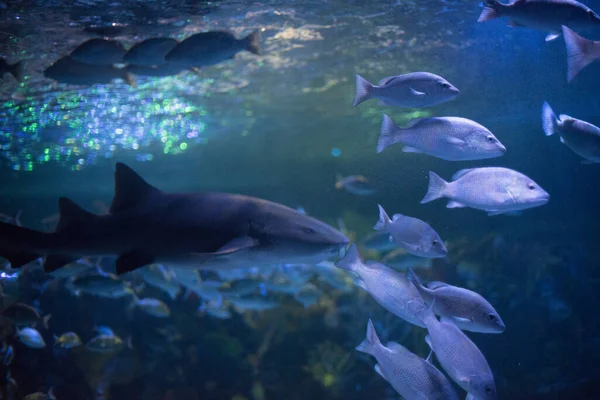 Belle Couleur Vue Sous Marine Aquarium — Photo