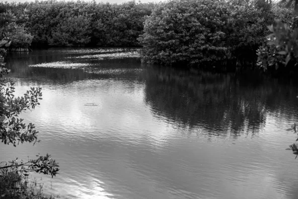 Mangrove Scene Puerto Morelos Riviera Maya México — Foto de Stock