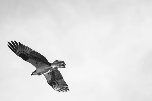 Avvicinamento Falco Messicano Hawk Che Vola Nel Cielo — Foto Stock