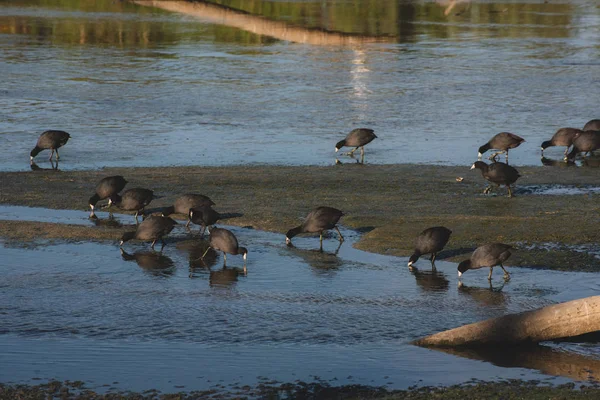 Estuario San Jos Espacio Natural Más Importante Ciudad Más 200 — Foto de Stock