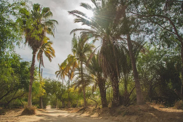 Vackra Palmer Tropical Scene Mexiko — Stockfoto