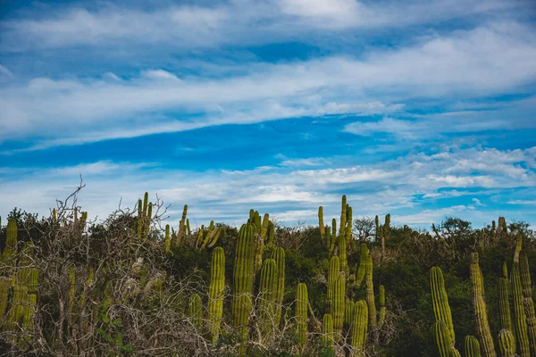 ロスカボス メキシコ 高速道路の美しい景色 サボテン — ストック写真