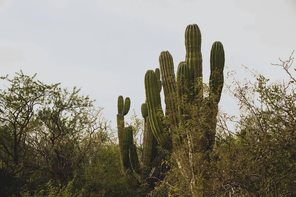 Hermosa Vista Los Cabos México Campo Cactus Ubicado Lado Carretera — Foto de Stock