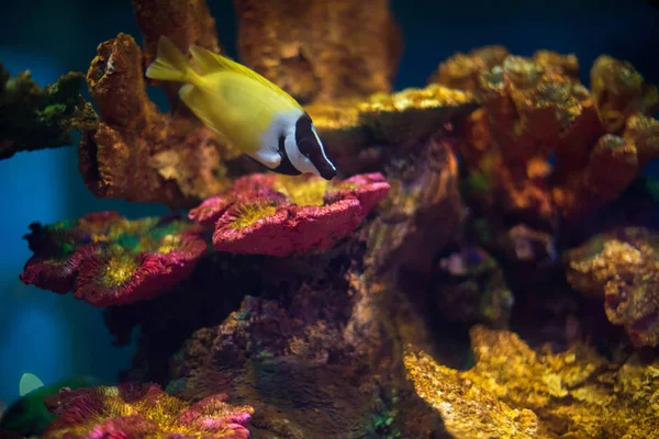 Mooie Kleurrijke Marine Aquarium Scene — Stockfoto