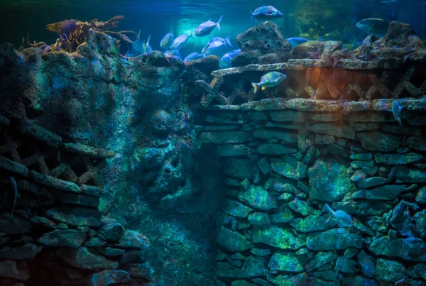 Concept Scènes Aquarium Riviera Maya Mexique — Photo