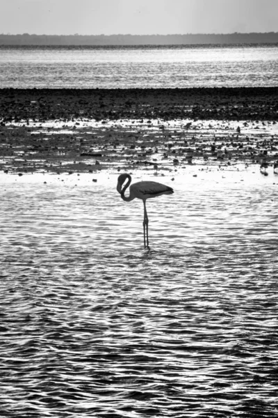 Flamingo Pie Sobre Agua Con Una Hermosa Luz Del Sol — Foto de Stock