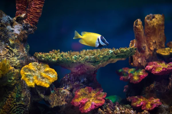 Piękne Kolorowe Marine Scena Akwarium — Zdjęcie stockowe