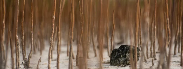 Zoom Una Pianta Che Cresce Luogo Asciutto Pieno Radici Rami — Foto Stock