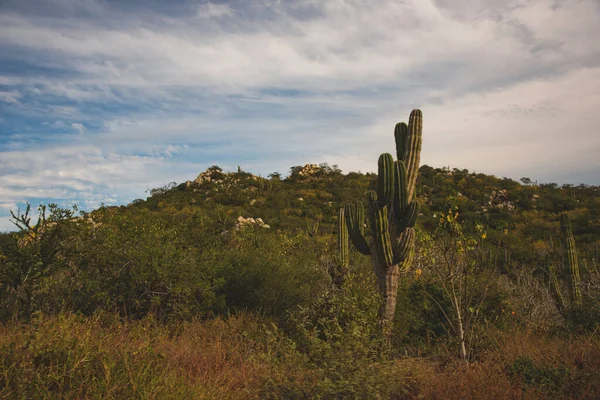 Piękny Widok Los Cabos Meksyk Kaktus Pole Znajduje Się Obok — Zdjęcie stockowe