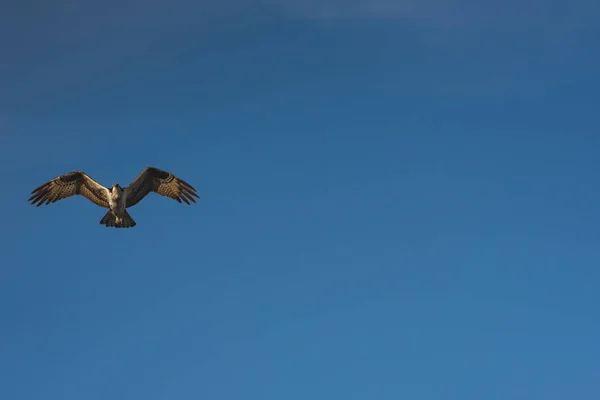Avvicinamento Falco Messicano Hawk Che Vola Nel Cielo — Foto Stock
