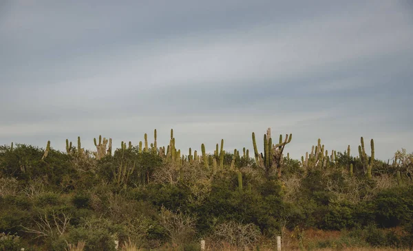 Prachtige Natuur Los Cabos Mexico — Stockfoto