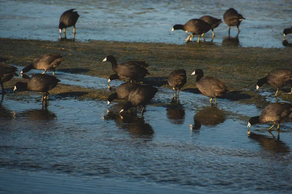 Estuario San Jos Espacio Natural Más Importante Ciudad Más 200 — Foto de Stock