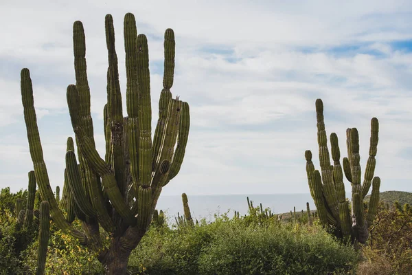 Los Cabos Mexiko Motorväg Vacker Utsikt Kaktus Landskap — Stockfoto