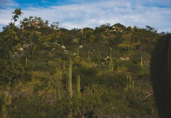 Мбаппе Вид Лос Кабосе Мексика Поле Кактус Расположенное Рядом Шоссе — стоковое фото