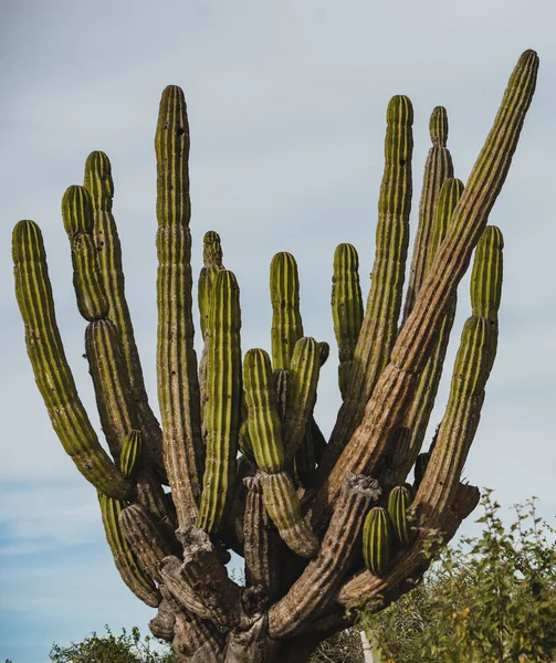 Los Cabos Mexiko Motorväg Vacker Utsikt Kaktus Landskap — Stockfoto