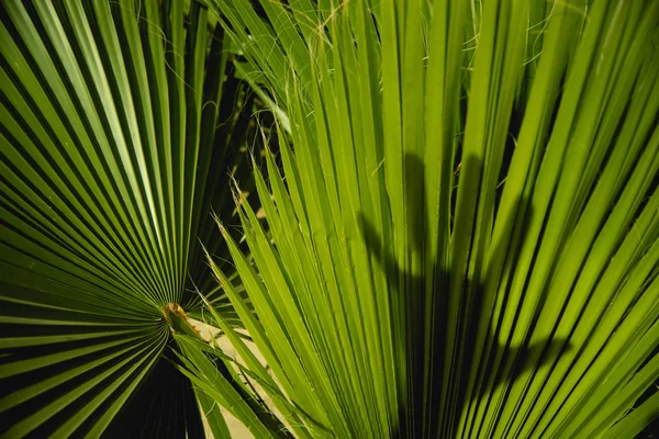 Macro Interessante Fechar Fotografia Textura Folhas Palma Natural Detalhes — Fotografia de Stock