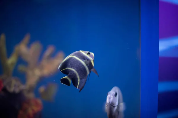 Piękny Kolor Podwodna Scena Akwarium — Zdjęcie stockowe