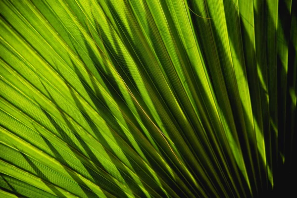 Macro Interessante Fechar Fotografia Textura Folhas Palma Natural Detalhes — Fotografia de Stock