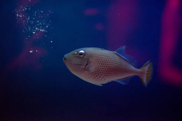 Mooie Kleur Onderwater Aquarium Scene — Stockfoto