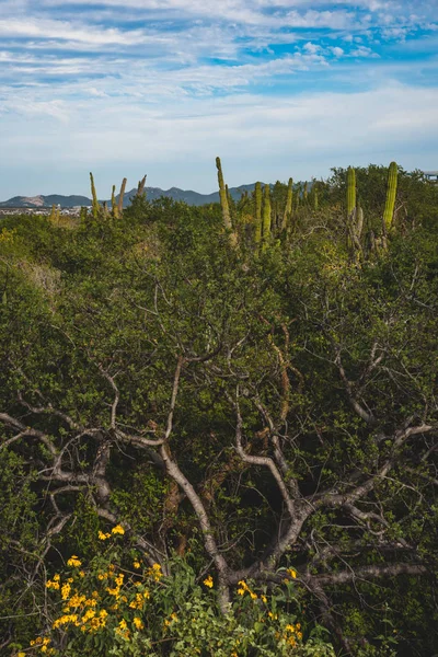 Pěkná Scéna Pohled Dálnice Los Cabos Mexiko — Stock fotografie