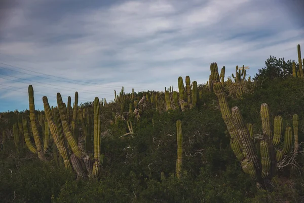 Los Cabos Mexiko Dálnice Krásný Výhled Kaktus Krajina — Stock fotografie