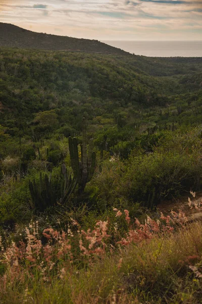 Mooi Uitzicht Vanaf Snelweg Los Cabos Mexico — Stockfoto