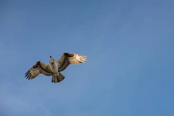 Fechar Falcão Hawk Mexicano Voando Céu — Fotografia de Stock