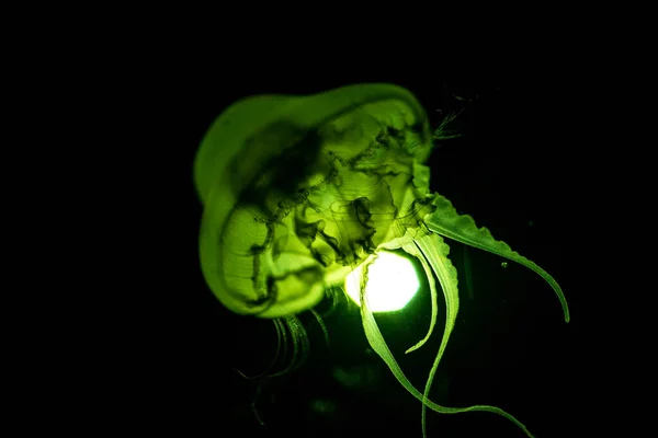 Makro Tutup Dari Sebuah Jellyfish Latar Belakang — Stok Foto