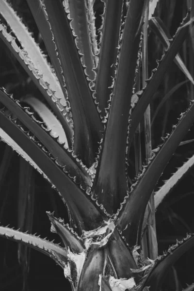 Nahaufnahme Des Details Einer Palme — Stockfoto